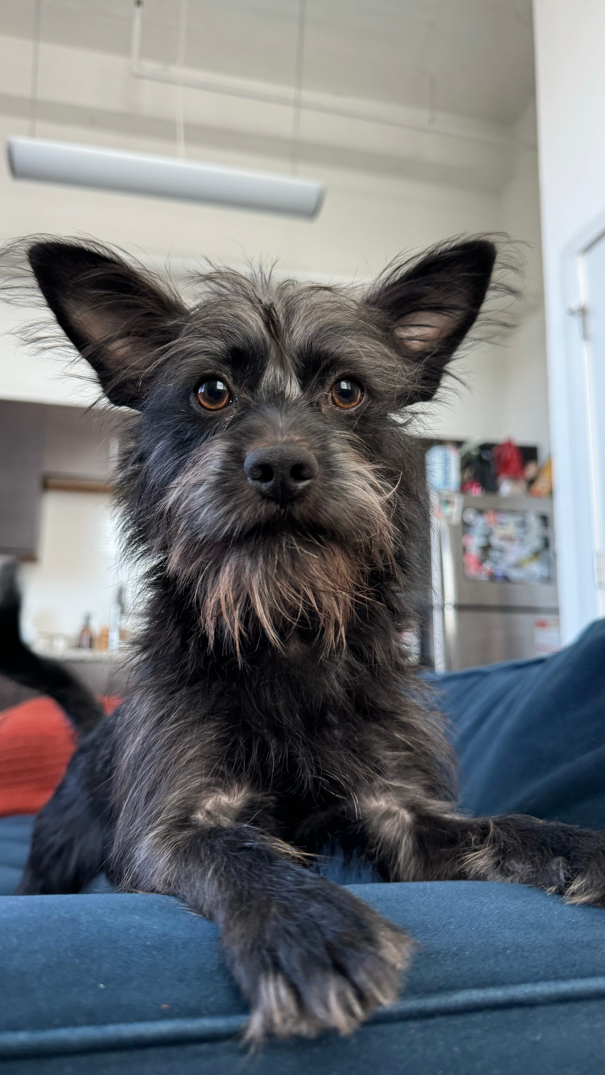 Pixel, a scruffy grey terrier with large amber eyes and oversized ears, resting on a couch.